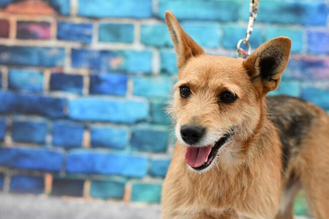 Uroczy Pablo szuka aktywnego domku!