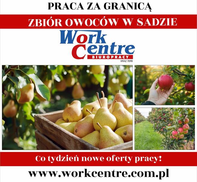 Zbiory owoców w sadzie Oferta pracy w Holandii