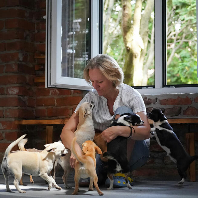 Chihuahua SUCZKA po Ch.PL, okolice W-wy, FCI