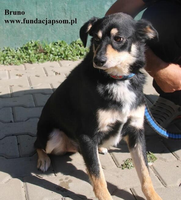 Bruno, nieduży piesek szuka rodziny