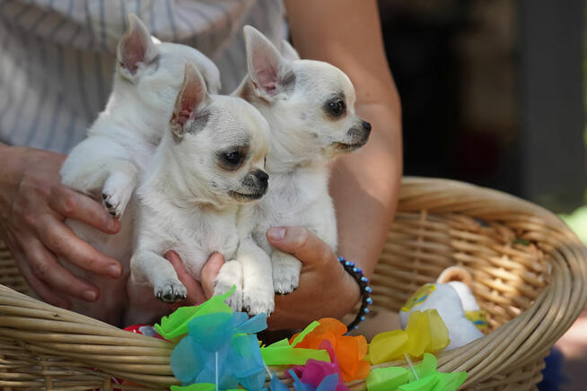 Chihuahua SUCZKA po Ch.PL, okolice W-wy, FCI