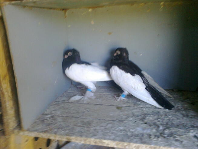 sroczki polskie krótkodziobe