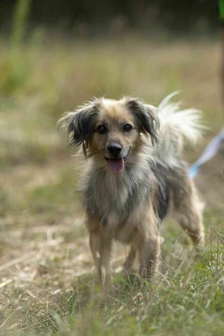 Porzucony, śliczny PUSZEK szuka domu !! Do adopcji !!