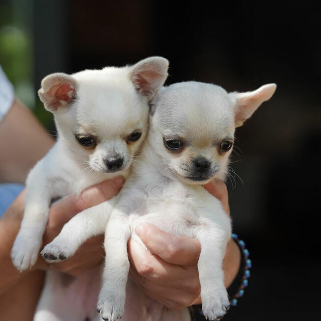 Chihuahua SUCZKA po Ch.PL, okolice W-wy, FCI