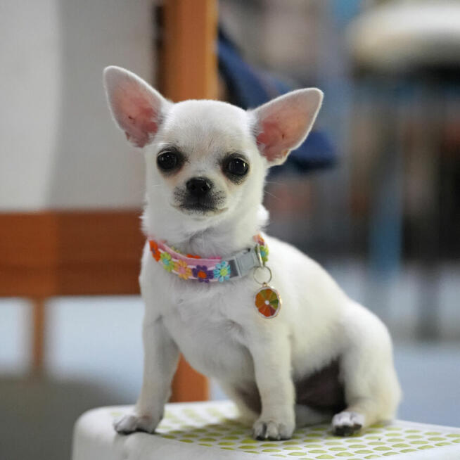 Chihuahua SUCZKA po Ch.PL, okolice W-wy, FCI