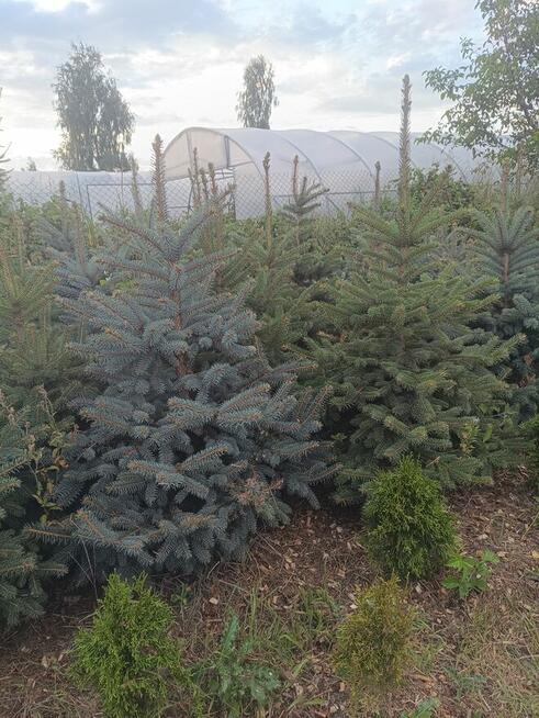 Sprzedam świerki i tuje kopane z gruntu