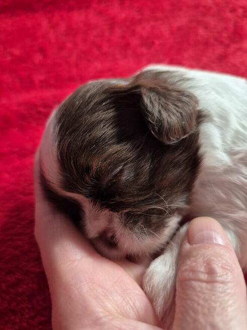 Przepiękna biało czekoladowa sunia Shih-Tzu