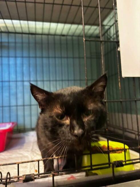 Oswojony czarny Dyzio szuka swoich ludzi!