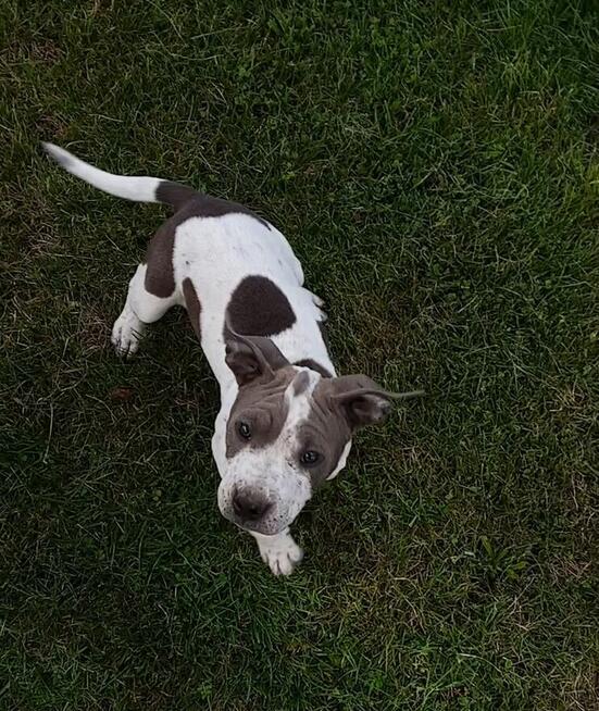Amstaff suczka