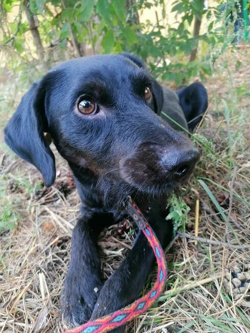 GUMIŚ wystraszony nieśmiały piesek szuka domu