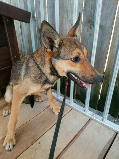 DAKTYL młody wycofany piesek szuka odpowiedzialnego domu