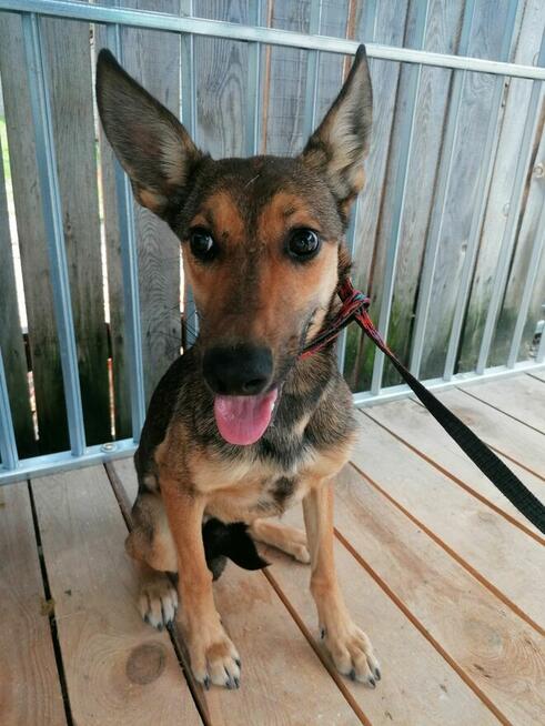 DAKTYL młody wycofany piesek szuka odpowiedzialnego domu