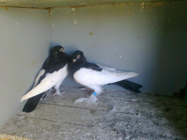 sroczki polskie krótkodziobe