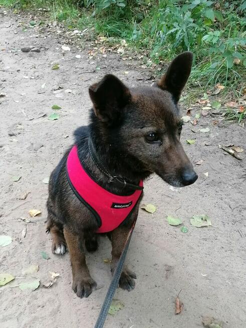 PRECELEK starszy spokojny piesek szuka domu