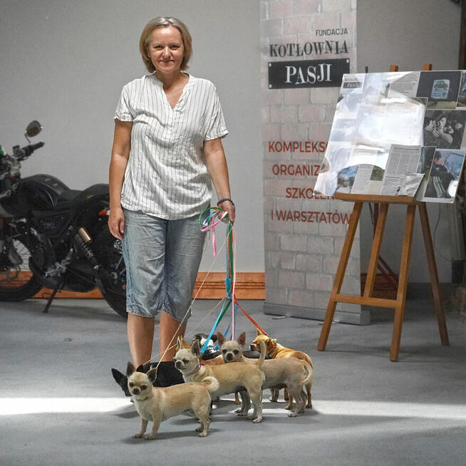 Chihuahua SUCZKA po Ch.PL, okolice W-wy, FCI