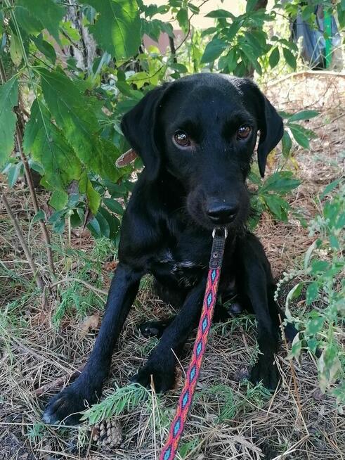 GUMIŚ wystraszony nieśmiały piesek szuka domu