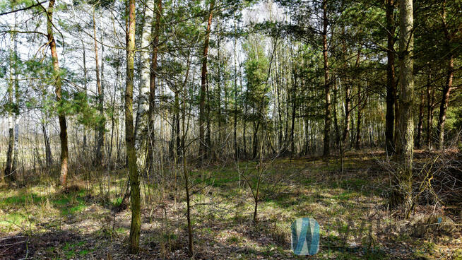 Działka rekreacyjna Ludwinów gm. Dąbrówka,