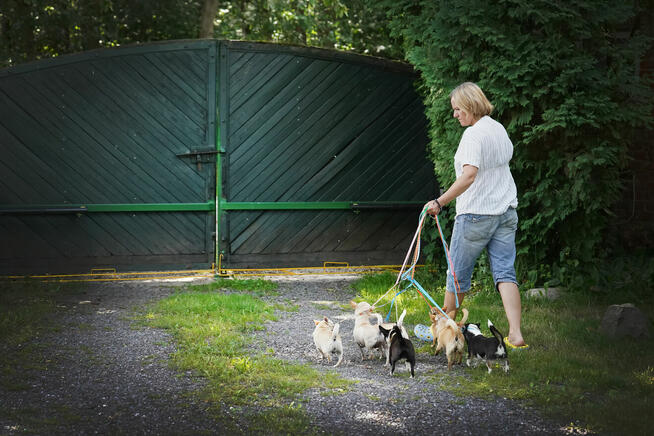 Chihuahua SUCZKA po Ch.PL, okolice W-wy, FCI