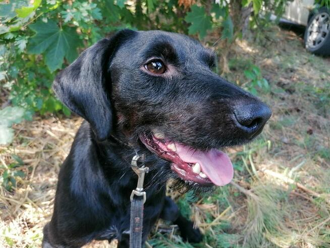 GUMIŚ wystraszony nieśmiały piesek szuka domu