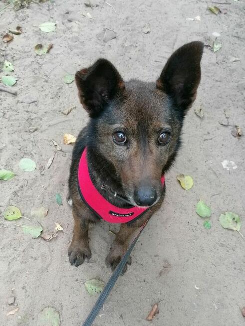 PRECELEK starszy spokojny piesek szuka domu