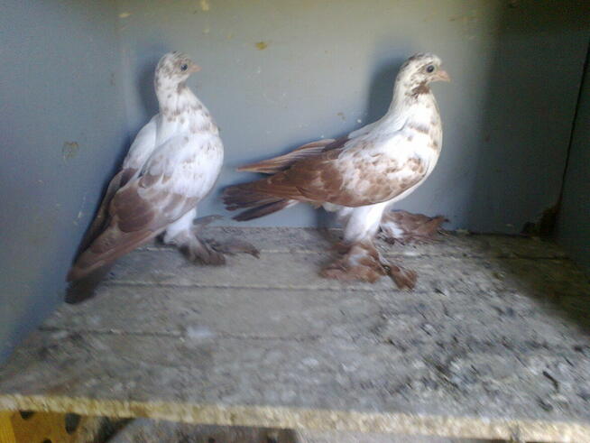 motyle warszawskie -para