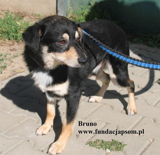 Bruno, nieduży piesek szuka rodziny