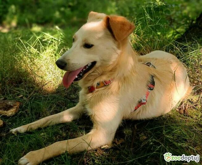 CZESIO - super, roczny psiak poleca się do adopcji