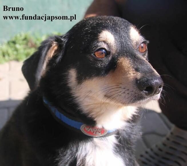 Bruno, nieduży piesek szuka rodziny