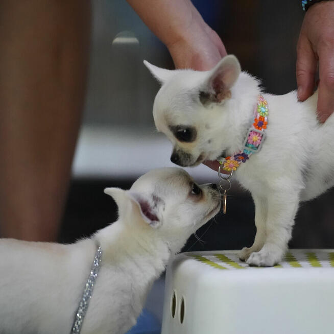 Chihuahua SUCZKA po Ch.PL, okolice W-wy, FCI