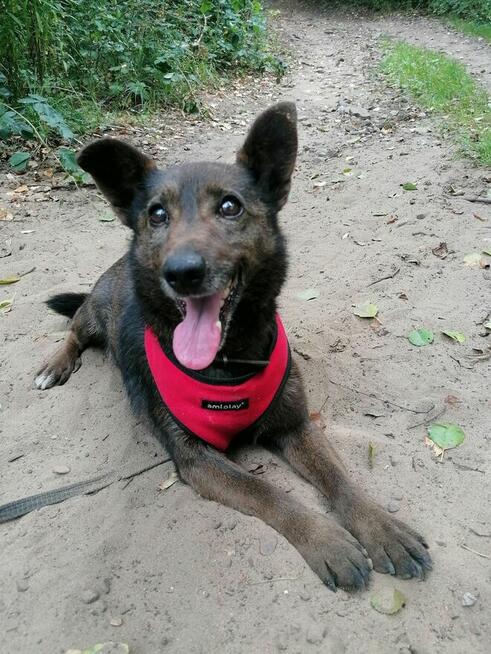 PRECELEK starszy spokojny piesek szuka domu