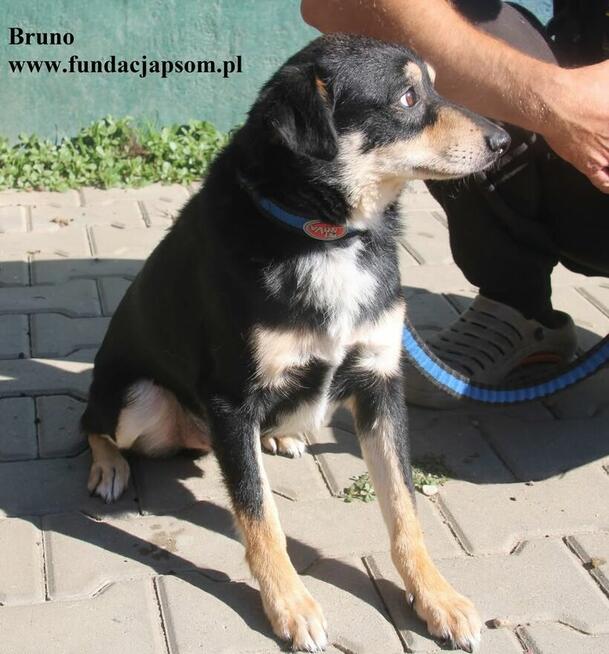 Bruno, nieduży piesek szuka rodziny