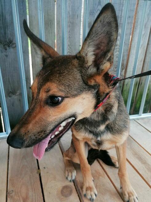 DAKTYL młody wycofany piesek szuka odpowiedzialnego domu