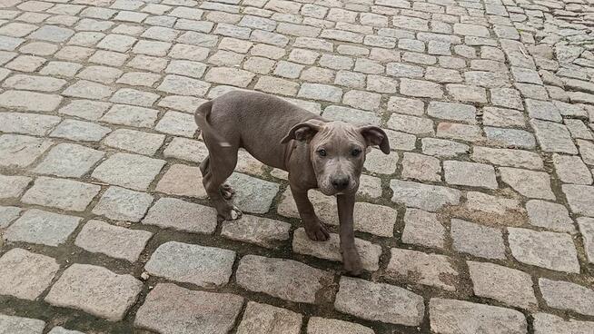 Amstaff suczka