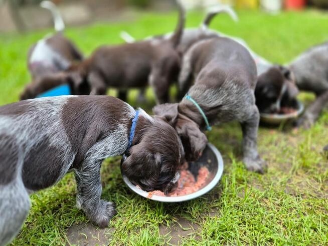 Wyżeł niemiecki szorstkowłosy szczeniaki