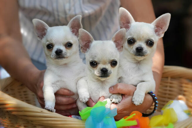 Chihuahua SUCZKA po Ch.PL, okolice W-wy, FCI