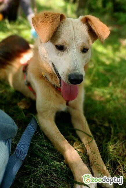 CZESIO - super, roczny psiak poleca się do adopcji