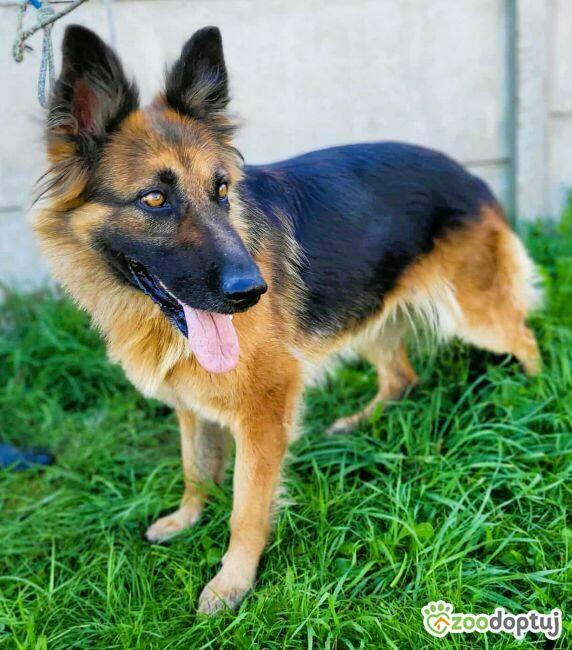 KORA - piękna sunia w typie owczarka szuka domu