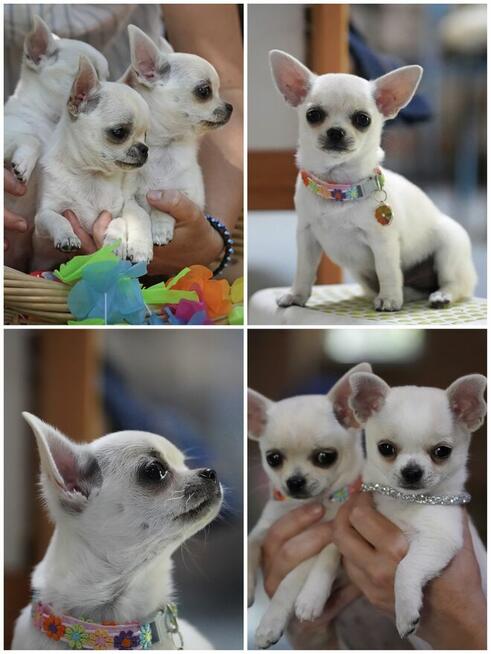 Chihuahua SUCZKA po Ch.PL, okolice W-wy, FCI