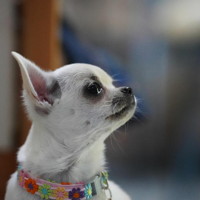 Chihuahua SUCZKA po Ch.PL, okolice W-wy, FCI