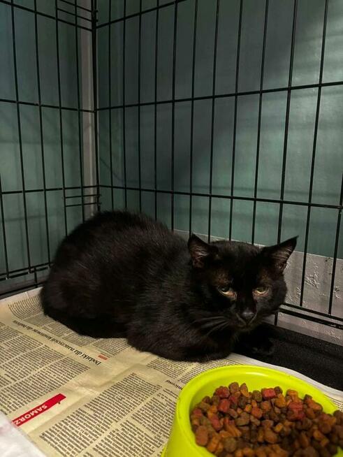 Oswojony czarny Dyzio szuka swoich ludzi!