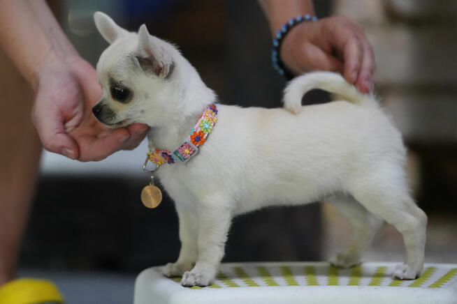 Chihuahua SUCZKA po Ch.PL, okolice W-wy, FCI