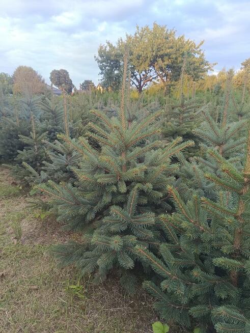 Sprzedam świerki i tuje kopane z gruntu