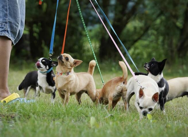 Chihuahua SUCZKA po Ch.PL, okolice W-wy, FCI