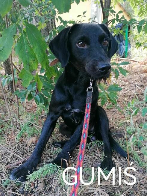 GUMIŚ wystraszony nieśmiały piesek szuka domu