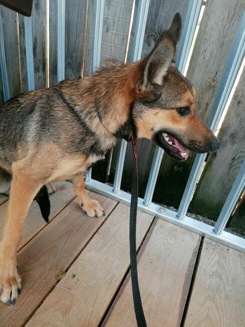 DAKTYL młody wycofany piesek szuka odpowiedzialnego domu