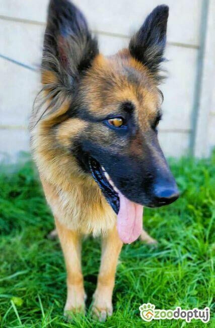 KORA - piękna sunia w typie owczarka szuka domu