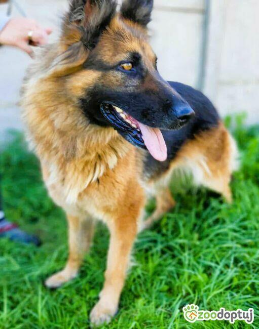 KORA - piękna sunia w typie owczarka szuka domu