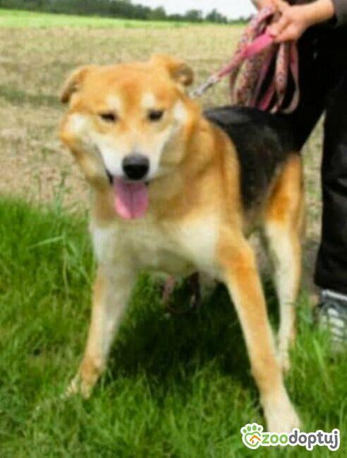 TAYLOR - kochany psiak za kratami schroniska, ADOPTUJ