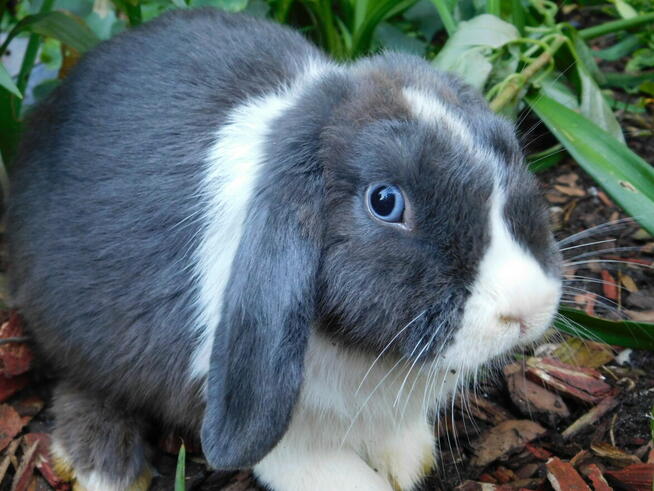 Samczyki mini lop niebiesko białe