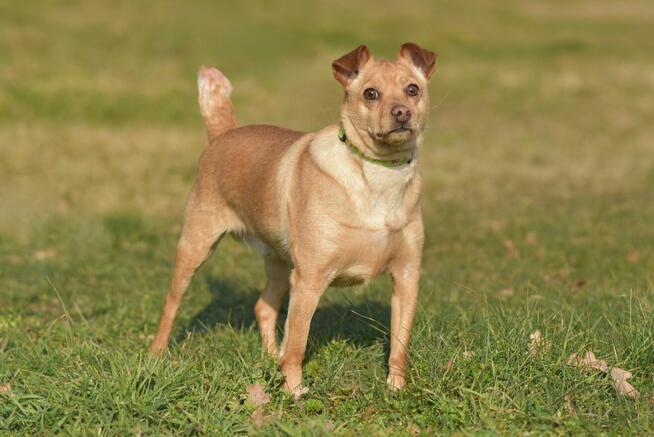 Akord - młody, nieduży i kochający ludzi